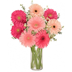  Order Stargazer Garden flowers