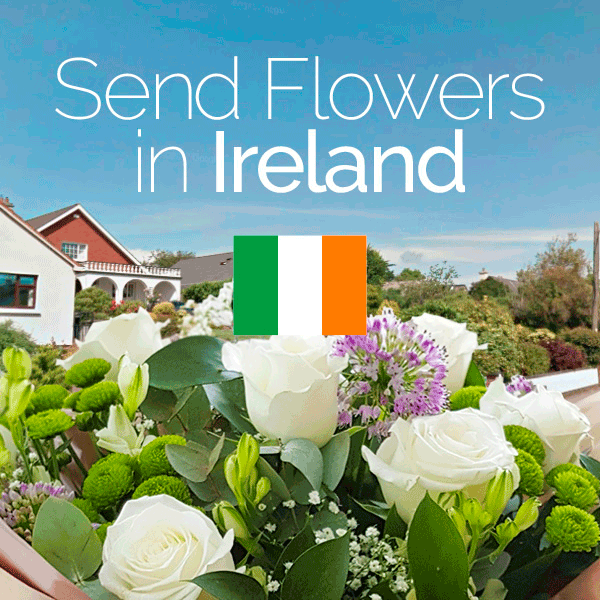 Same Day Flowers Ireland Send Flowers in Ireland Direct2florist
