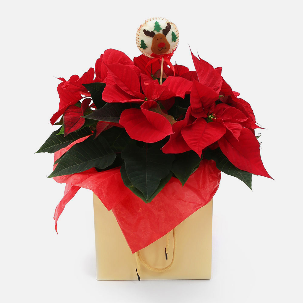 christmas flower delivery usa